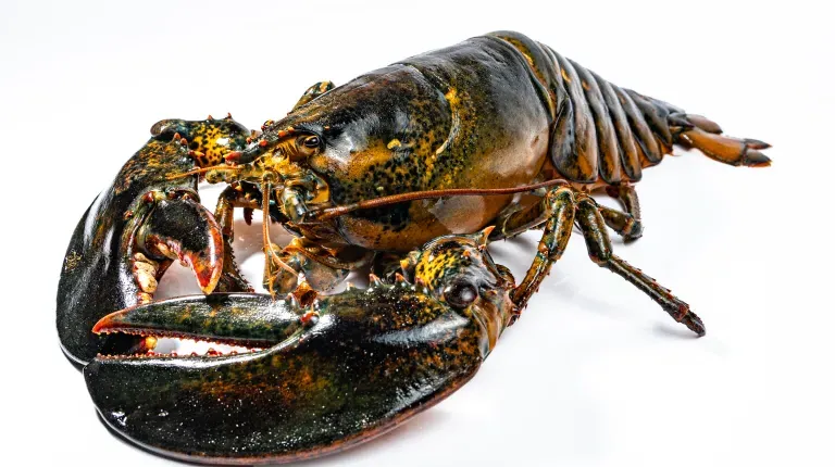 A brown-colored lobster